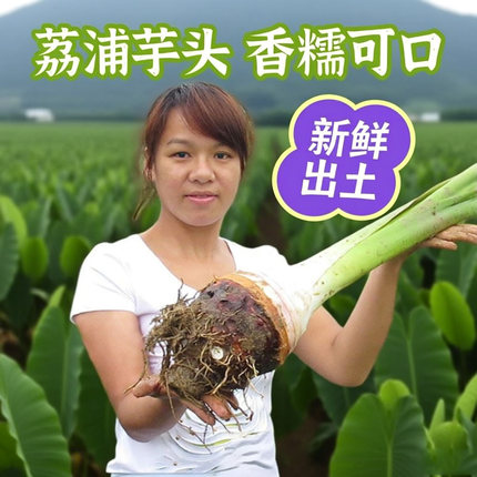 正宗广西新鲜荔浦芋头现挖免邮大号槟榔芋香芋农家桂林自种小蔬菜