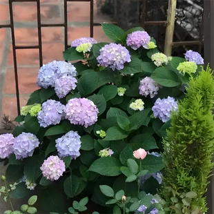 花卉绿植物夏洛特公主绣球耐寒花 无尽夏绣球花室内外别墅庭院四季