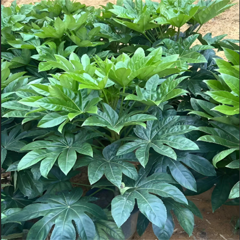 八角金盘盆栽地被植物庭院花园阳台耐寒耐热四季绿植易养护美观