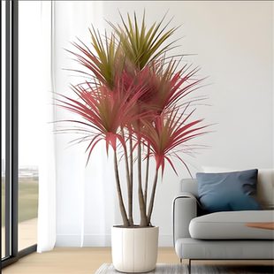 千年木盆栽室内客厅龙血树桌面绿植花卉植物净化空气吸甲七彩铁