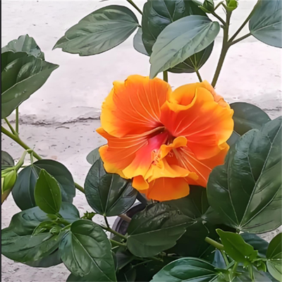 扶桑花盆栽重瓣带花苞绿植