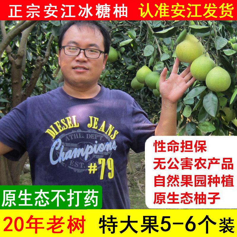 特大果湖南怀化雪峰柚安江老树冰糖柚中华药柚小苦柚子金兰柚泰柚