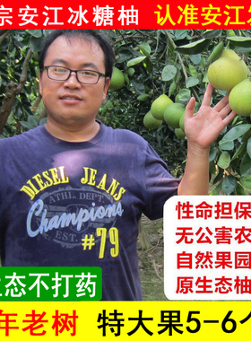 特大果湖南怀化雪峰柚安江老树冰糖柚中华药柚小苦柚子金兰柚泰柚