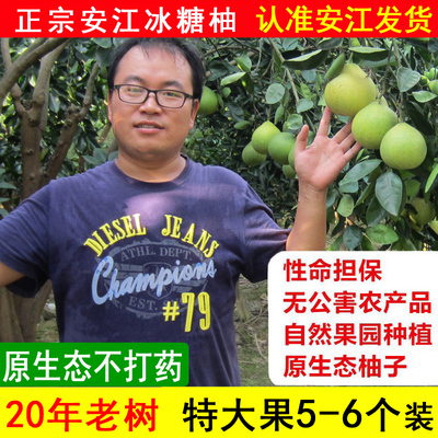安江冰糖柚雪峰冰糖柚金兰药柚