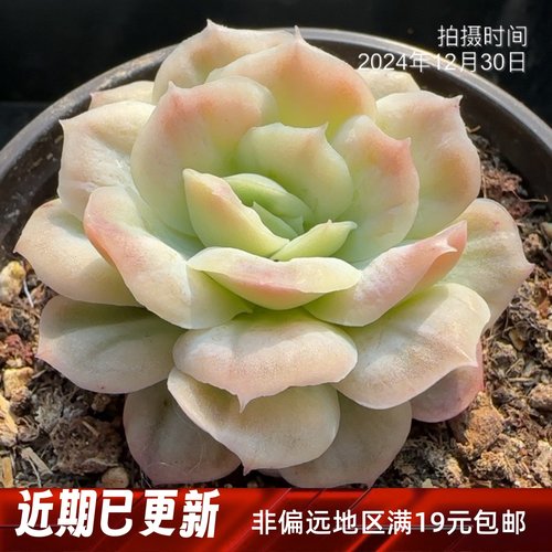 泡泡纱裙多肉一物一拍  包正版 【雪狼多肉】