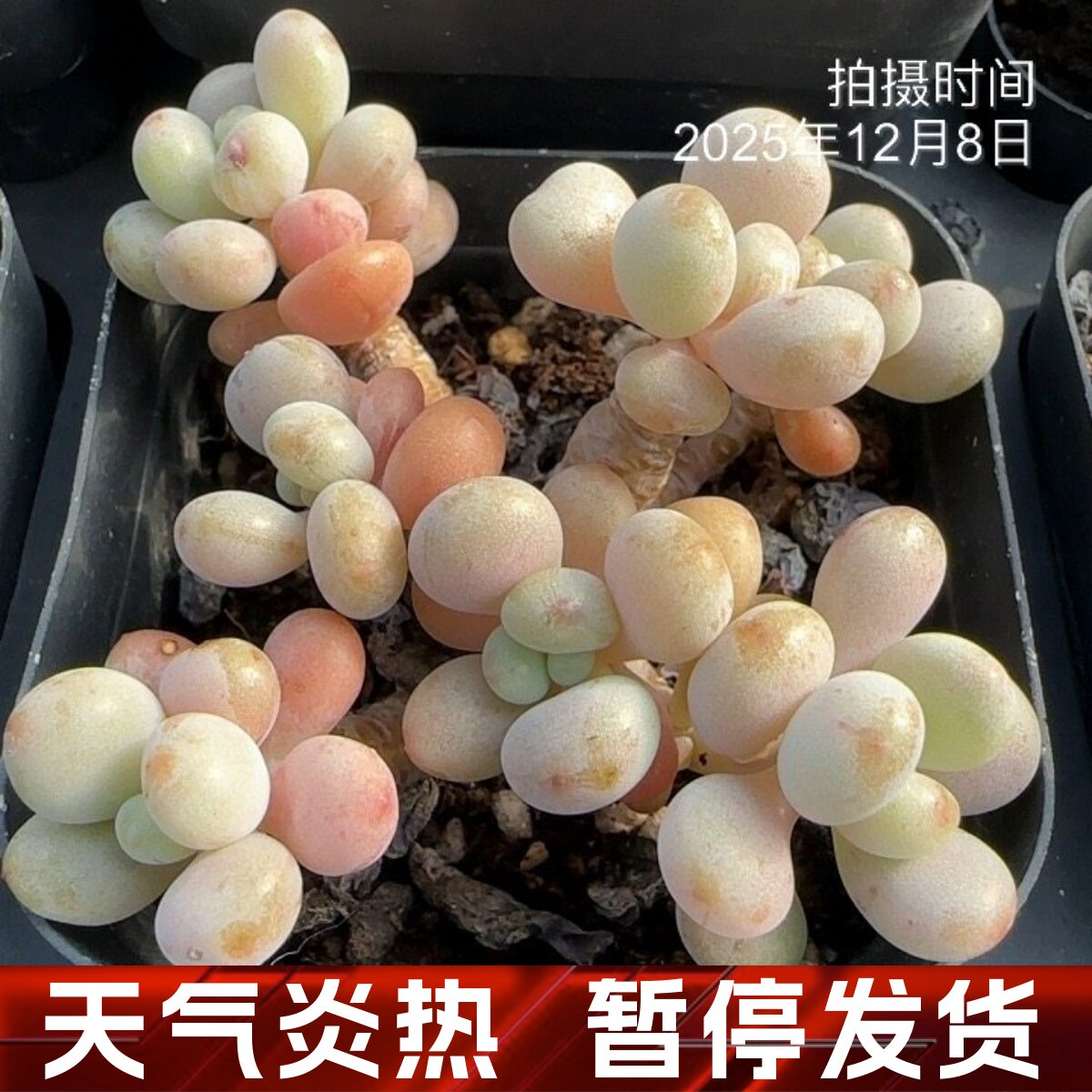 珍珠美人多肉一物一拍  珍珠豆多肉植物【雪狼多肉】