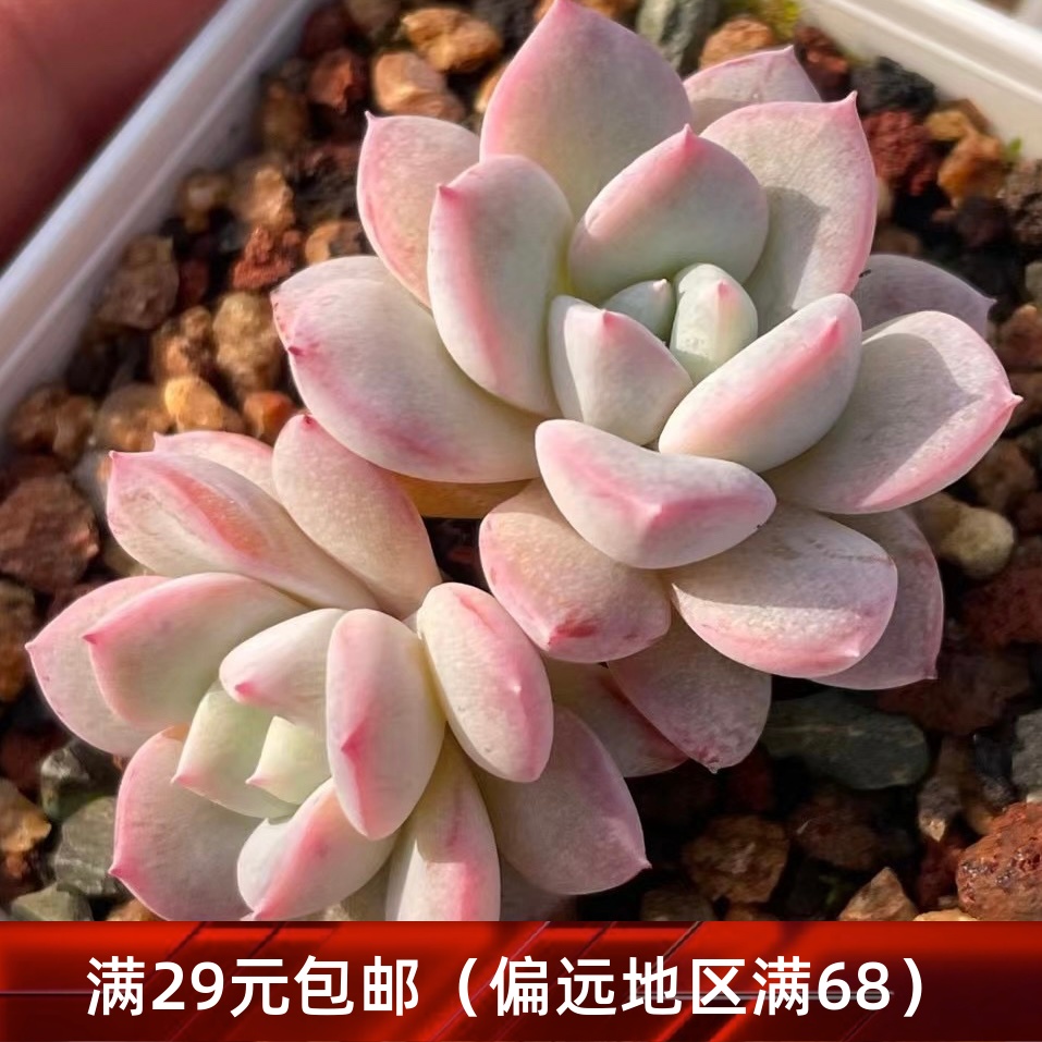 维特多肉一物一拍新品杂交粉色多肉植物【雪狼多肉】