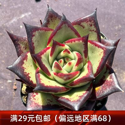 酷龙乌木多肉一物一拍  精品乌木多肉植物【雪狼多肉】