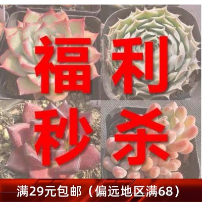 特价多肉植物一物一拍 精品尾货清棚多肉【雪狼多肉】