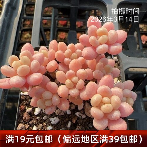 洛可可多肉达芙妮多头多头群生