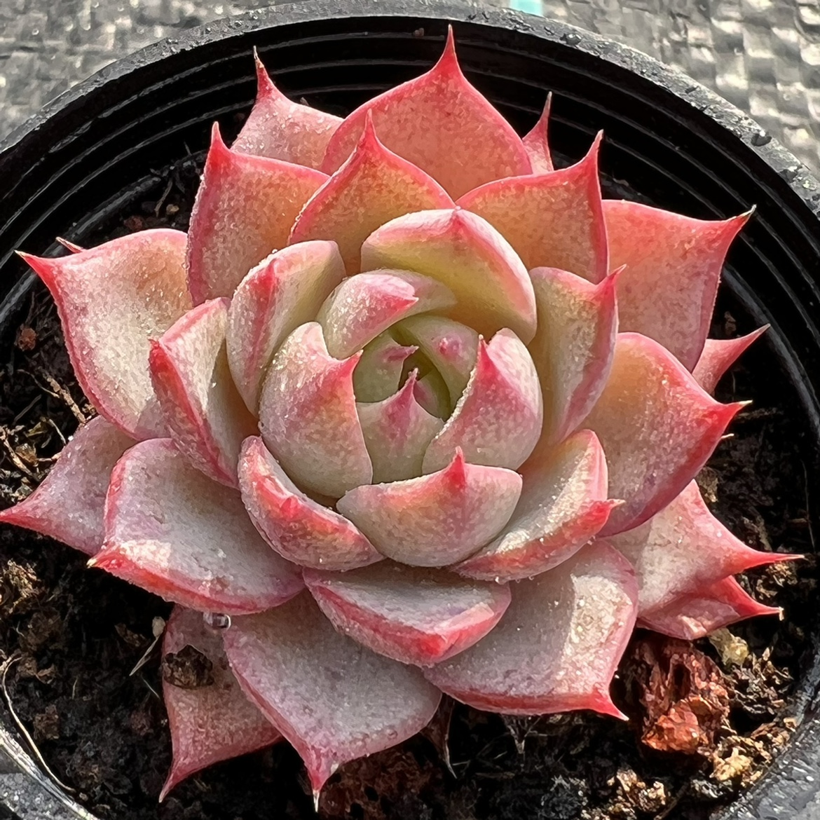 林杰安娜多肉植物一物一拍  精品多肉植物【雪狼多肉】