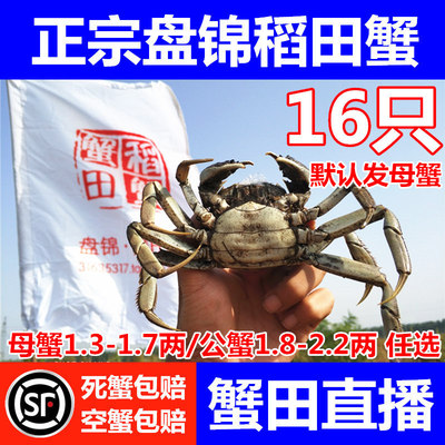 只卖正宗盘锦本地稻田蟹盘锦河蟹