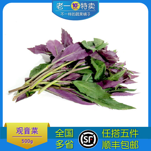 新鲜观音菜 红军菜 红背菜