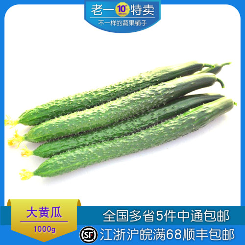 新鲜黄瓜大黄瓜寿光蔬菜