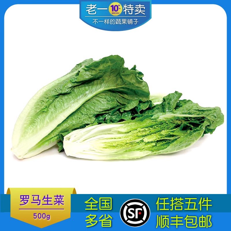 新鲜罗马生菜沙拉生菜