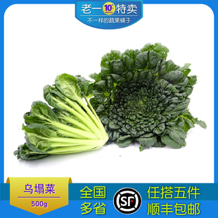 新鲜塌菜乌塌菜塔菜塌棵菜塌地松黑菜