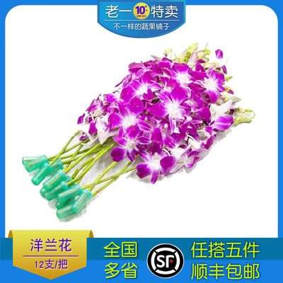 洋兰花马兰花新鲜花草