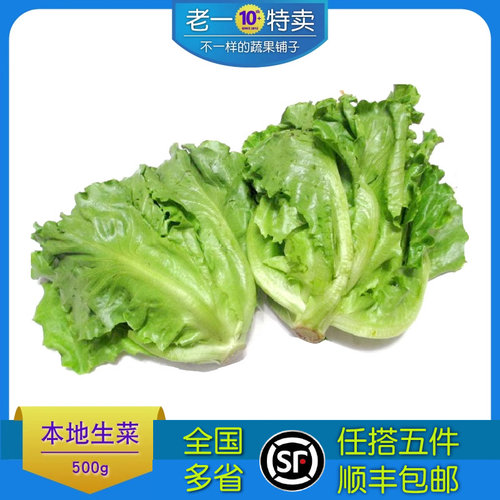 老一特卖 沙拉本地生菜新鲜意大利生菜莴苣叶生菜 500克 - 封面