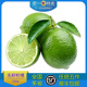青柠檬500g 新鲜水果柠檬 老一特 无籽青柠檬