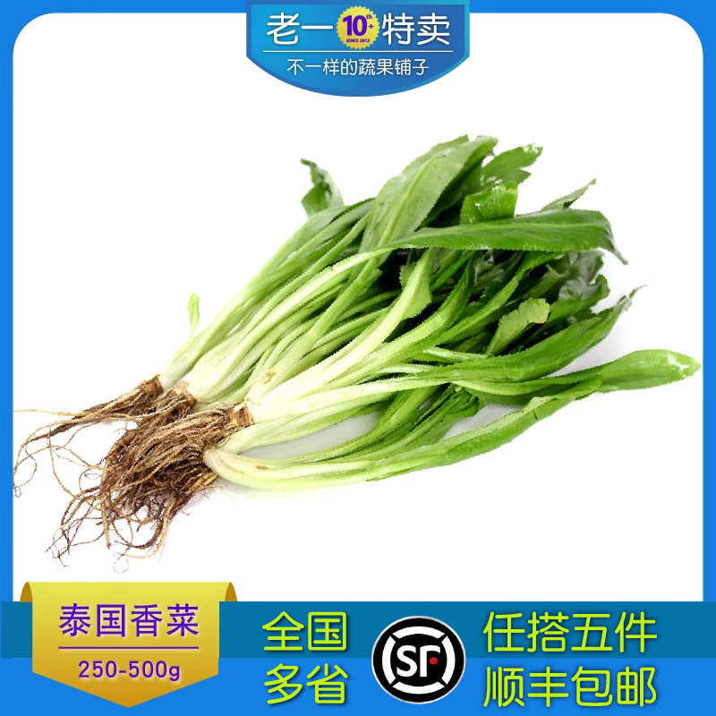 老一特卖  新鲜泰国香菜洋芫荽刺芹傣味泰餐香料500g大香菜