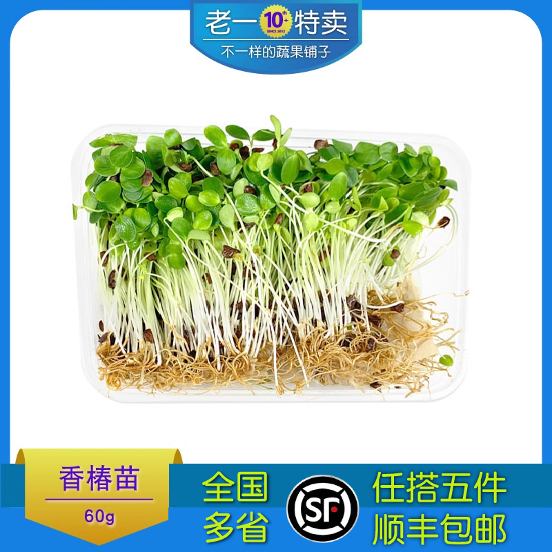 香椿苗新鲜芽苗菜摆盘装饰