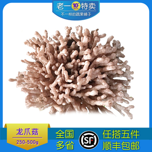新鲜 龙爪菌火锅食材龙爪菇新鲜菌菇