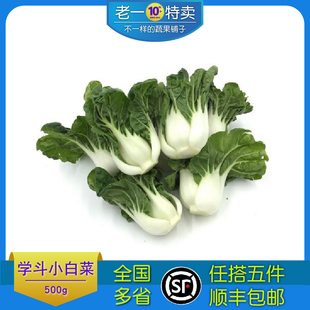 鹤斗奶白菜学斗菜小奶白菜牛奶白菜宁夏供港蔬菜软糯清甜