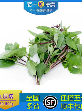 新鲜九层塔三杯鸡越南菜香料