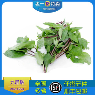 老一特卖 新鲜九层塔 食用金不换鱼香草三杯鸡香料新鲜香料 250g