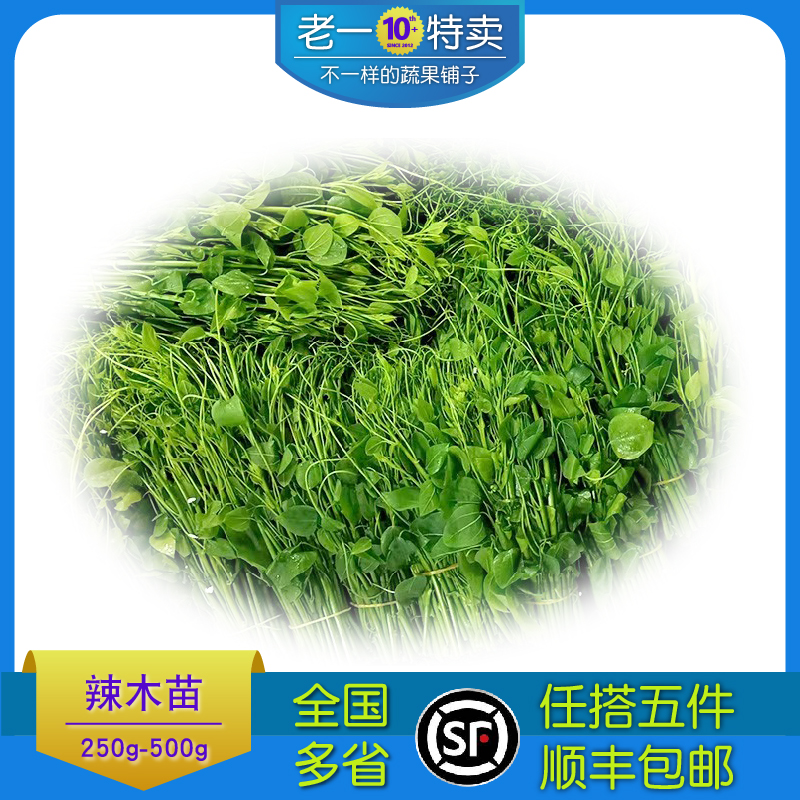 新鲜辣木苗 姑娘菜野菜赤苍藤酒店特色食材