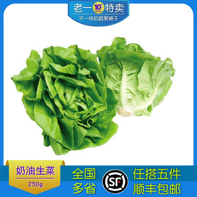沙拉蔬菜奶油生菜波士顿生菜