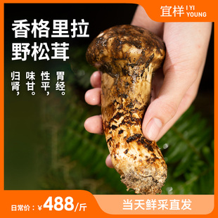 7月新品 宜样新鲜野生松茸500g云南特产山珍香格里拉新鲜菌菇