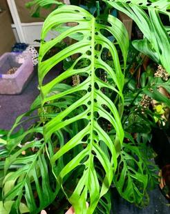 77花卉整版巨洞龟背竹Monstera epipremnoides室内客厅绿植ins风