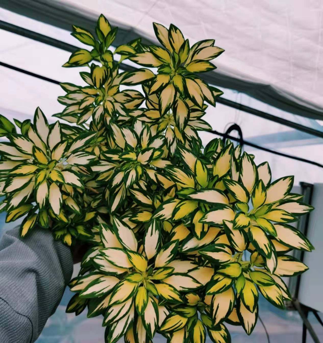 你没见过的新花色六出花 摇滚乐 盆栽易爆花大盆18cm秘鲁水仙百合