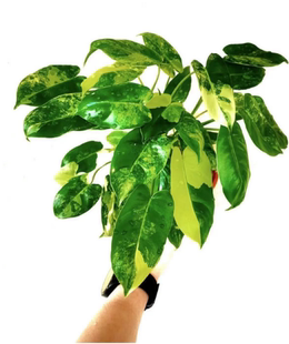 伯乐锦蔓绿绒 非常好养的绿植 ins风进口热植网红 包邮