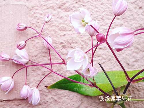 荷兰进口铁线莲苹果花现货包邮