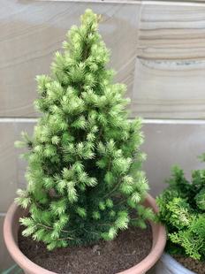 【77花卉】原盆进口针叶树 花园植物 黛西 少见针叶树 现货包邮顺