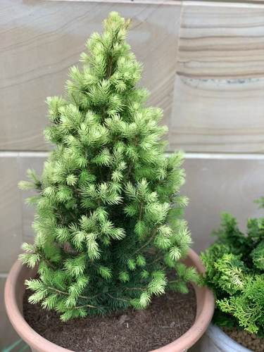 原盆针叶树少见现货顺丰花园植物