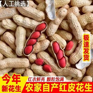 红皮花生2025年东北农家新鲜带壳生四粒红花生米自种晒干炒货原味