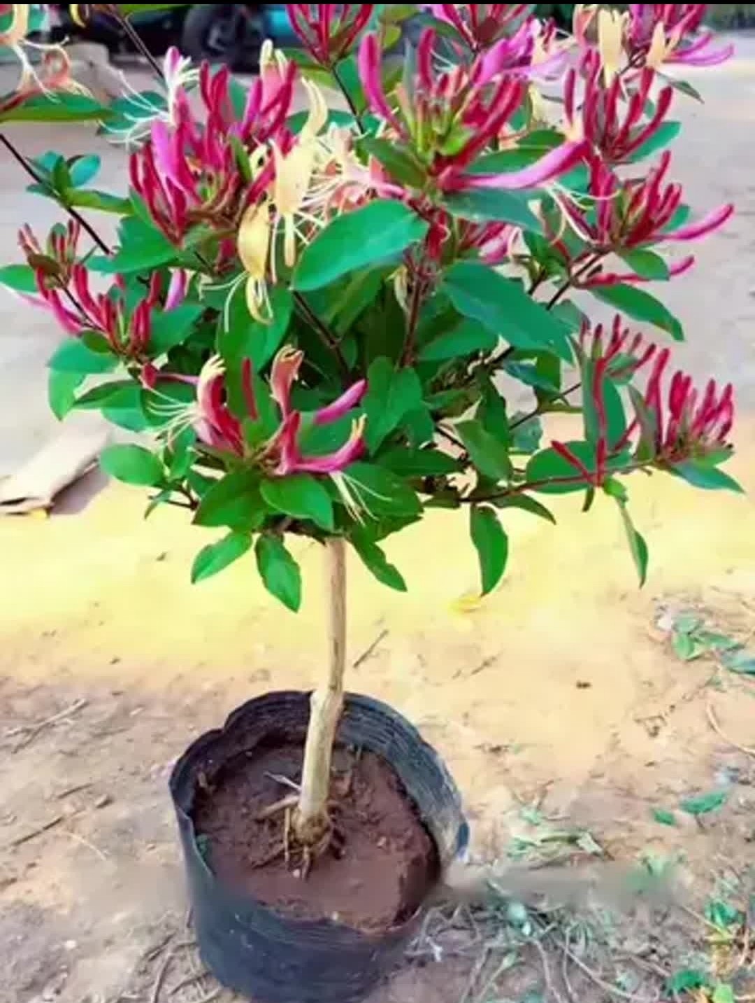 金银花，绚丽多彩