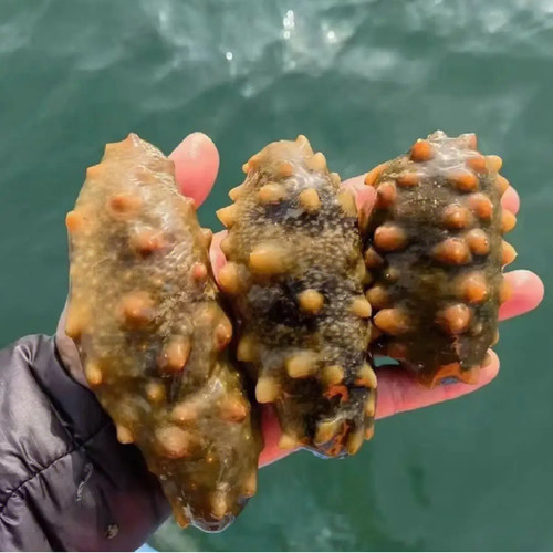 看海湾大连海捕鲜活海参包活到家