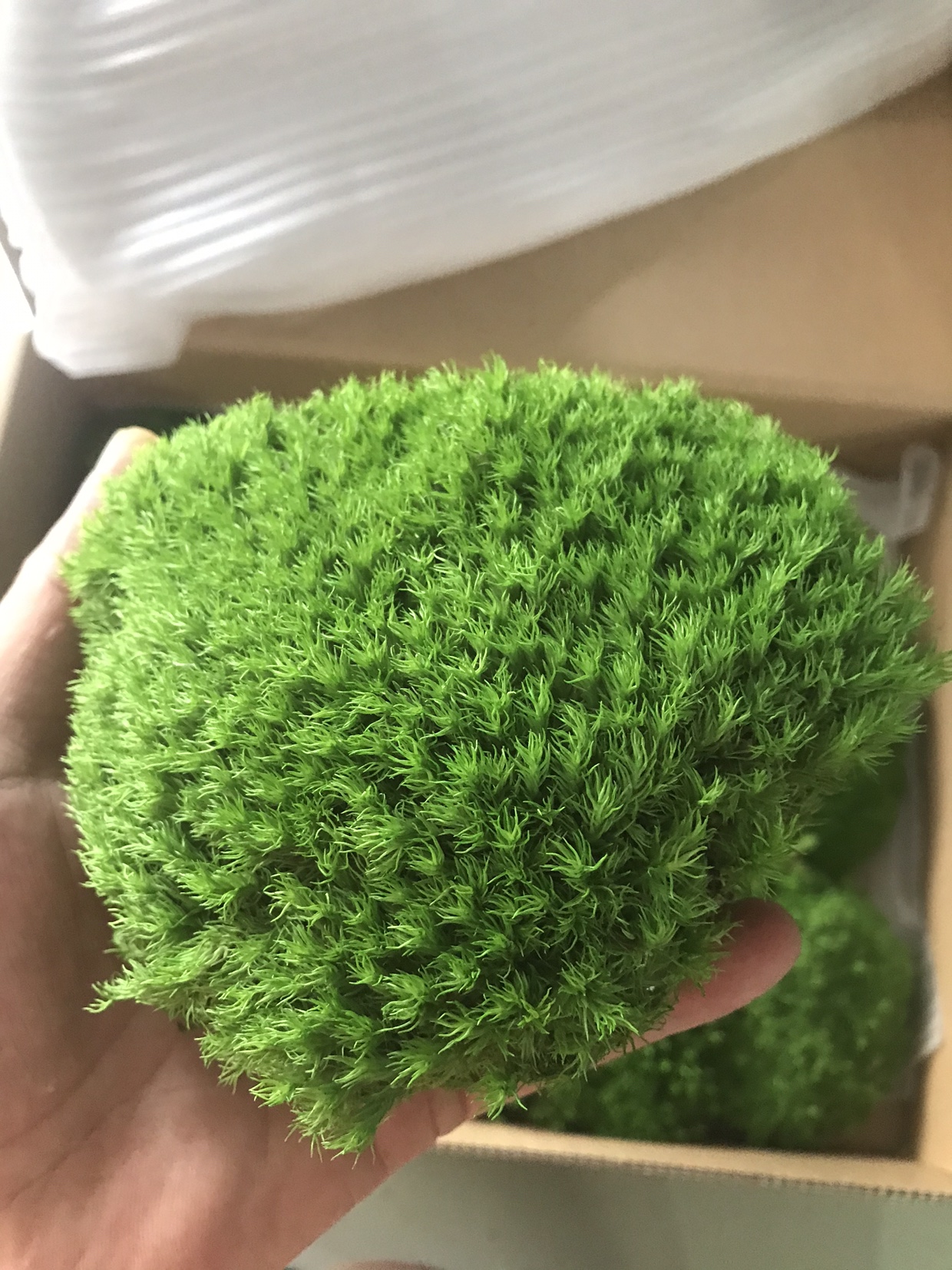 苔藓植物墙永生白发永生苔藓材料