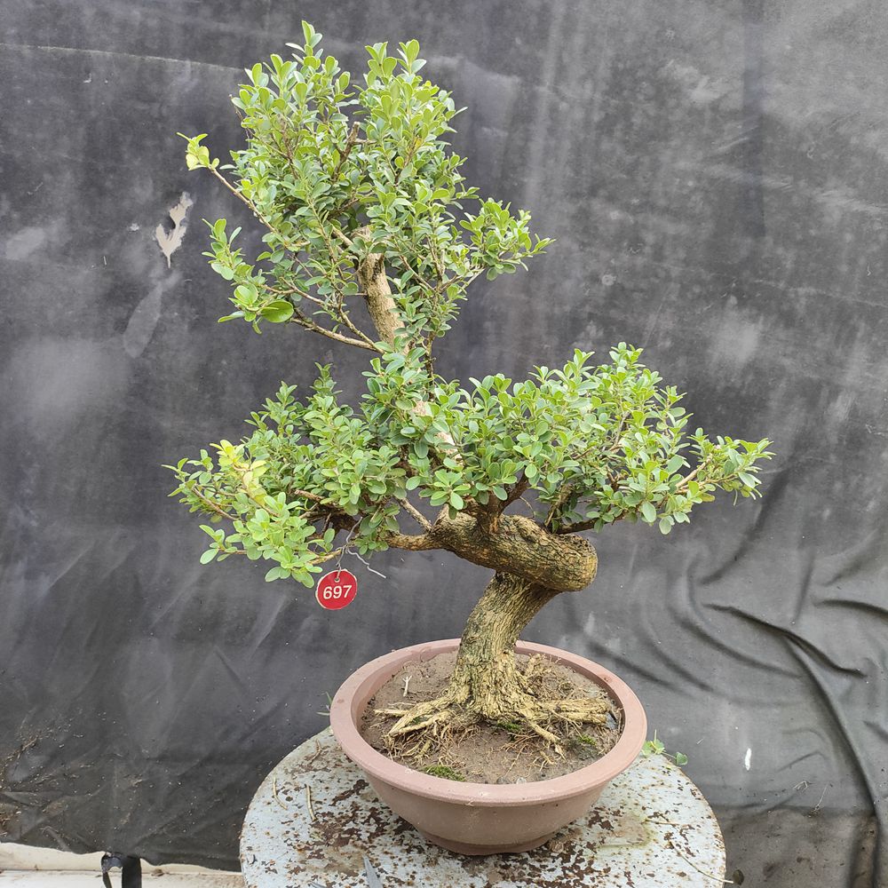 瓜子黄杨造型素材四季常青耐寒花卉树型美观枝条饱满庭院种植摆放