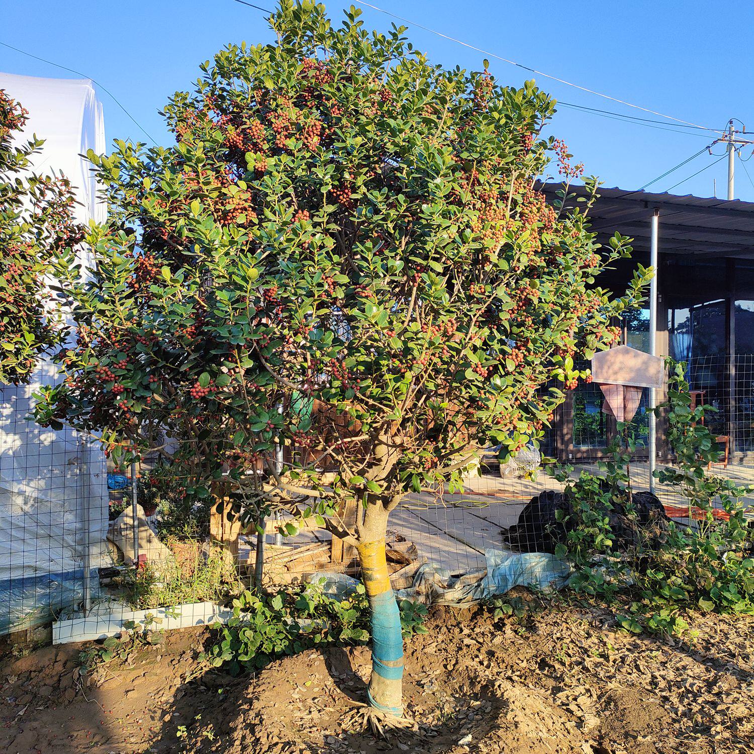 无刺枸骨盆景金玉满堂景观树观叶观果花卉庭院种植四季常青实拍
