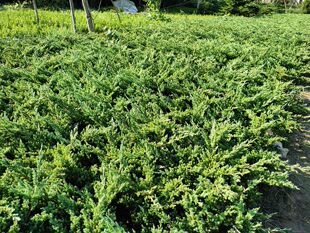 铺地柏苗地柏苗松柏树苗铺地柏小苗护坡苗木庭院种植四季常青耐寒