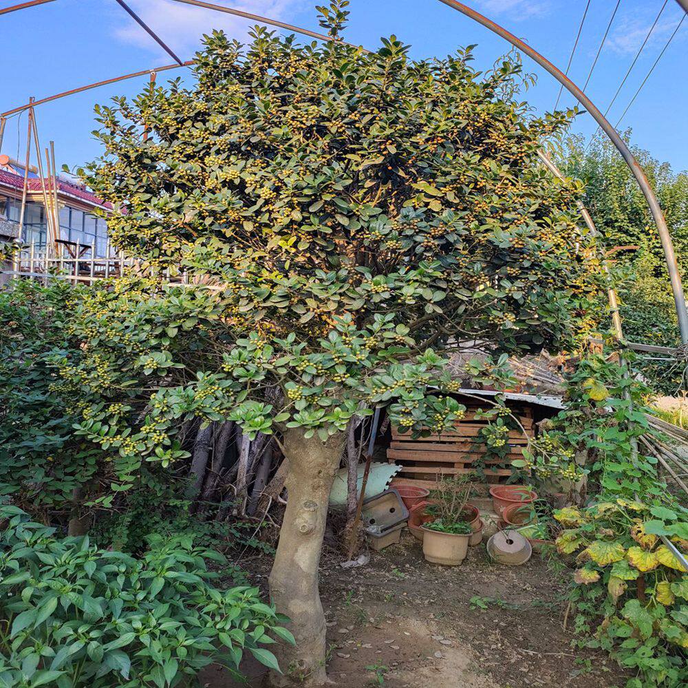 无刺枸骨景观树金玉满堂树满堂红四季常青庭院种植观赏性强美观