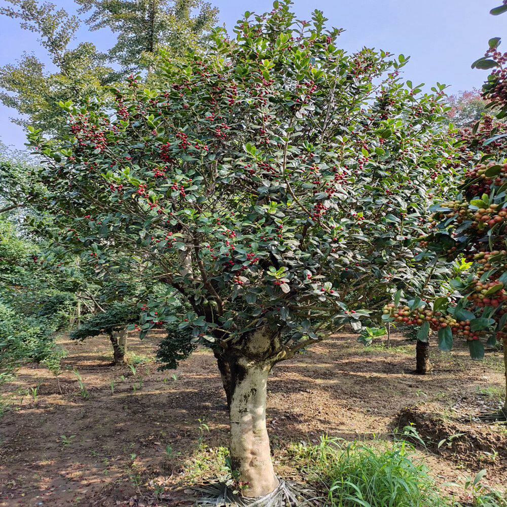 无刺枸骨景观树金玉满堂四季常青常年有果庭院种植一物一拍观赏树