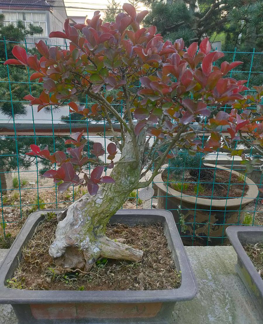 红花紫薇盆景百日红观叶观花植物庭院木本花卉盆栽客厅阳台摆放