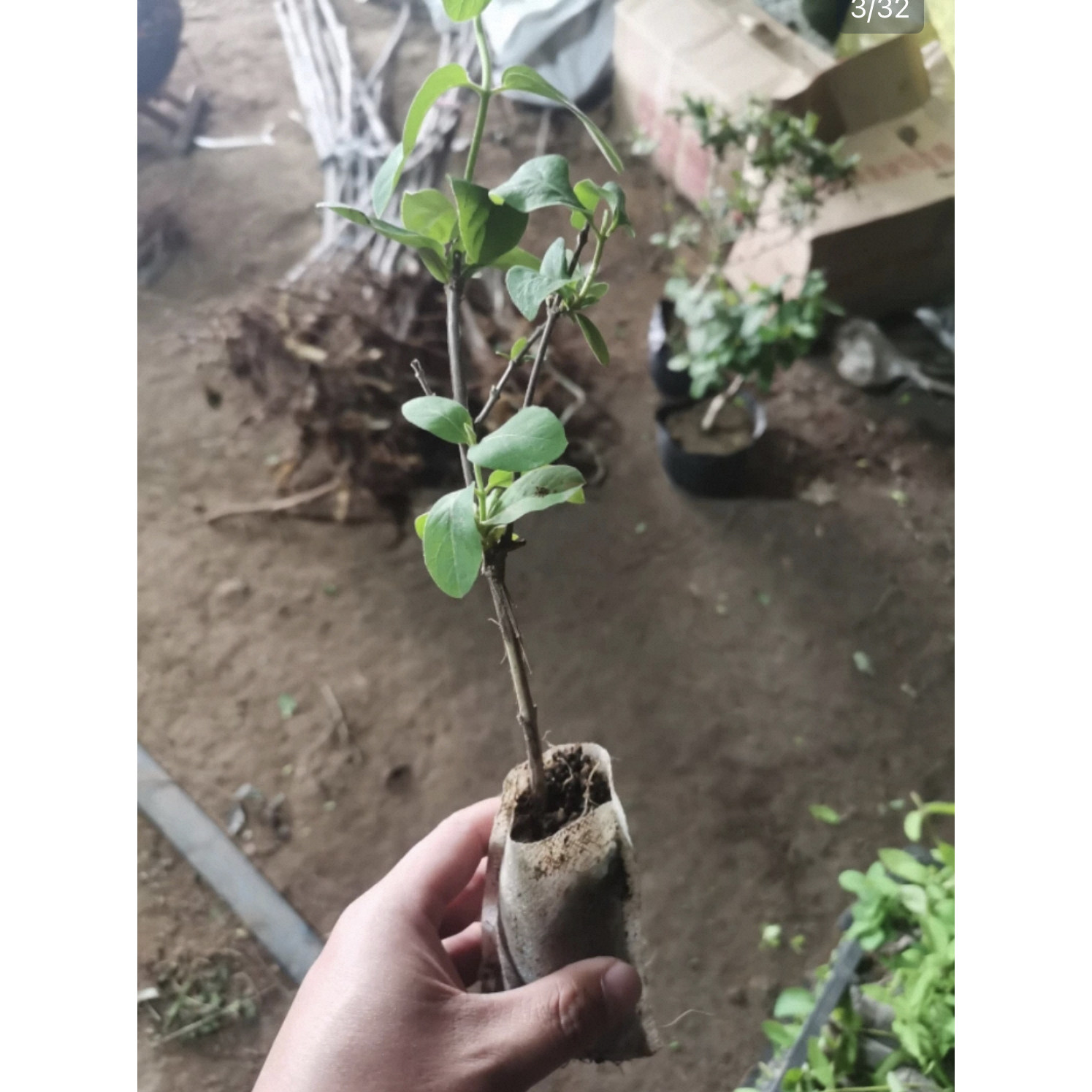 金银花苗树爬藤植物北花一号当年开花盆栽地栽食用药用四季金银花
