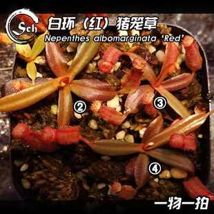 【清凉一夏】红白环猪笼草 稳定出笼白环特征明显低地猪